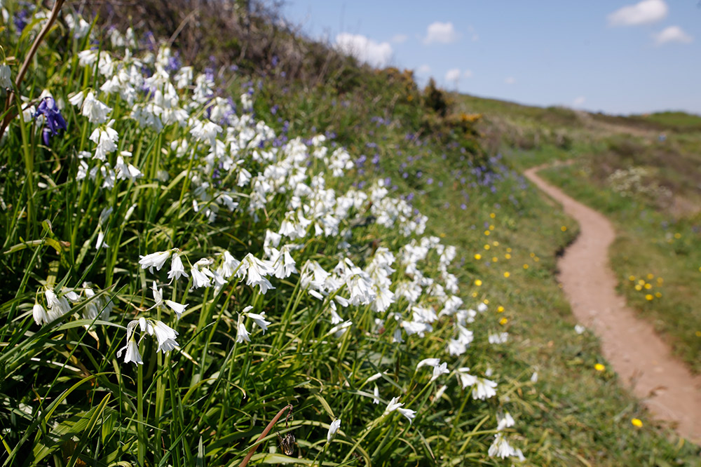 Three-cornered leek